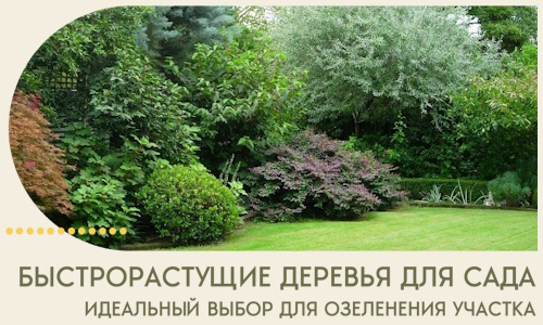 Быстрорастущие деревья для сада идеальный выбор в Иванове