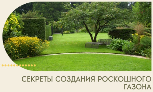 Секреты создания роскошного газона в Иванове